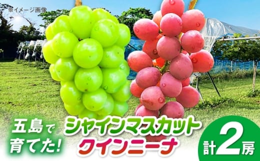 シャインマスカット1房＆クイーンニーナ1房 五島市/HPIファーム [PCP019]