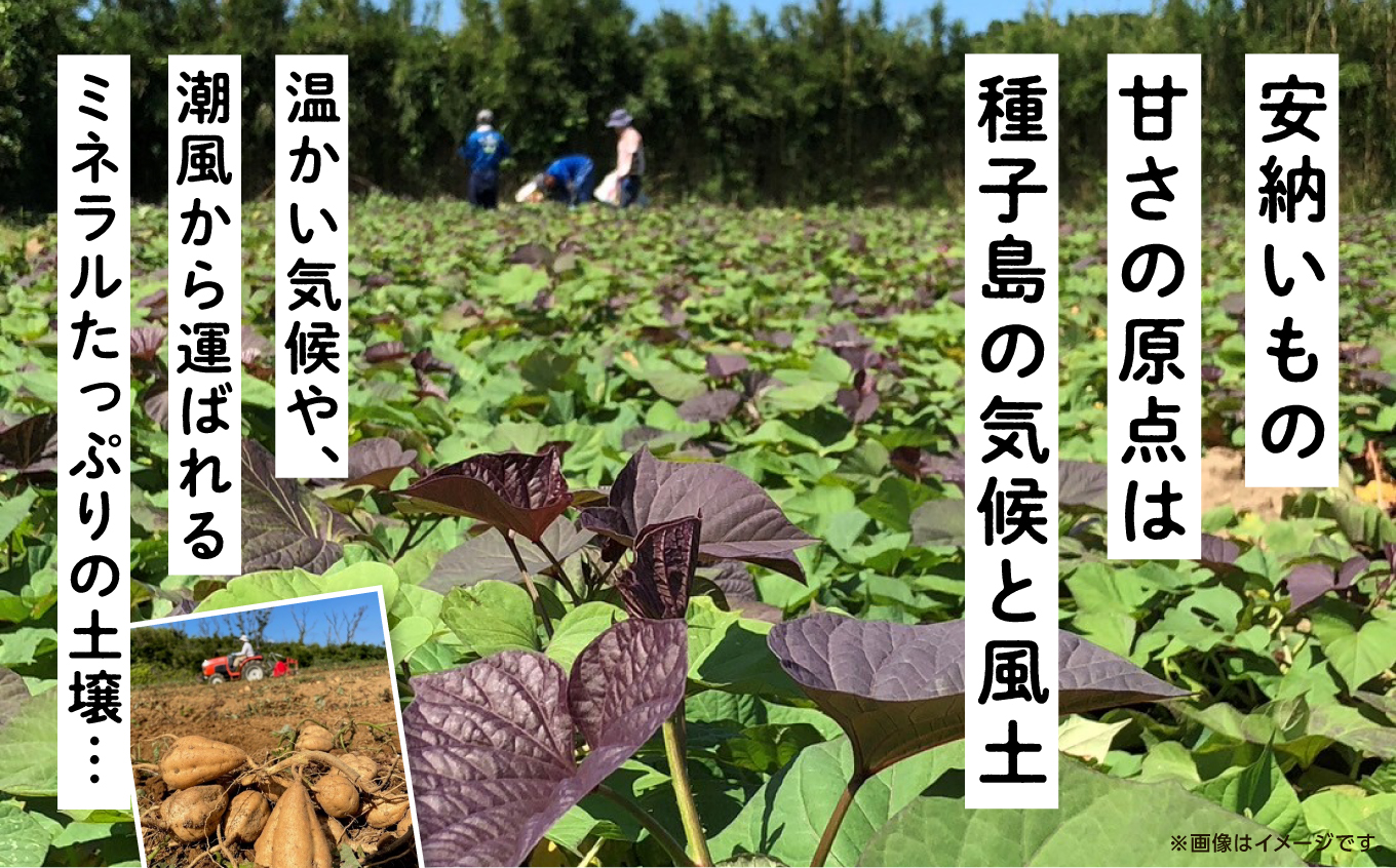  【先行予約】本場 種子島産 天然スイーツ 種子島 安納いも 10kg 詰め合わせ さつまいも さつま芋 安納芋 焼きいも 甘い ねっとり スイーツ おやつ 10キロ たねがしま 人気 南種子町 鹿児