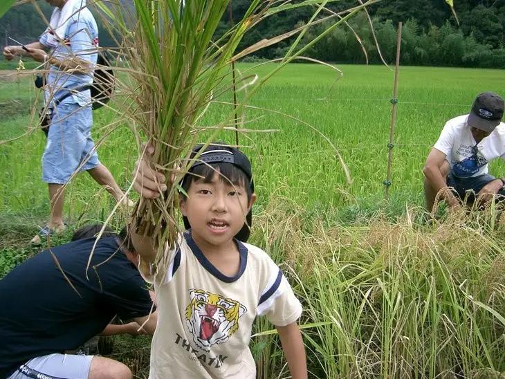 亀岡盆地『霧の米』 玄米 5kg ＜アスカ有機農園＞《令和7年産 特別栽培米 コシヒカリ 米》