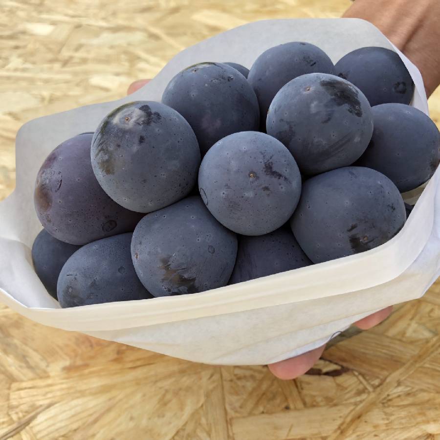 ＜雲の上のぶどう園＞特選「ピオーネ」　1房（700g）