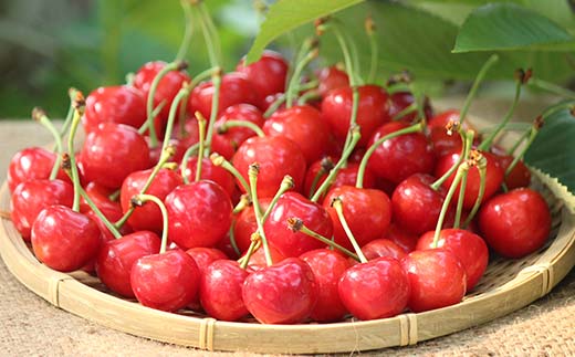 《2026年発送先行予約》さくらんぼ紅秀峰 約500g L～2L 秀 化粧箱 果物 くだもの フルーツ 夏果物 サクランボ F4A-0951