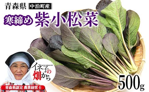 寒締め紫小松菜 約500g 【イネ子の畑から】 新鮮 産地直送 サラダ おひたし おみそしる 旬 野菜 やさい こまつな F6N-284