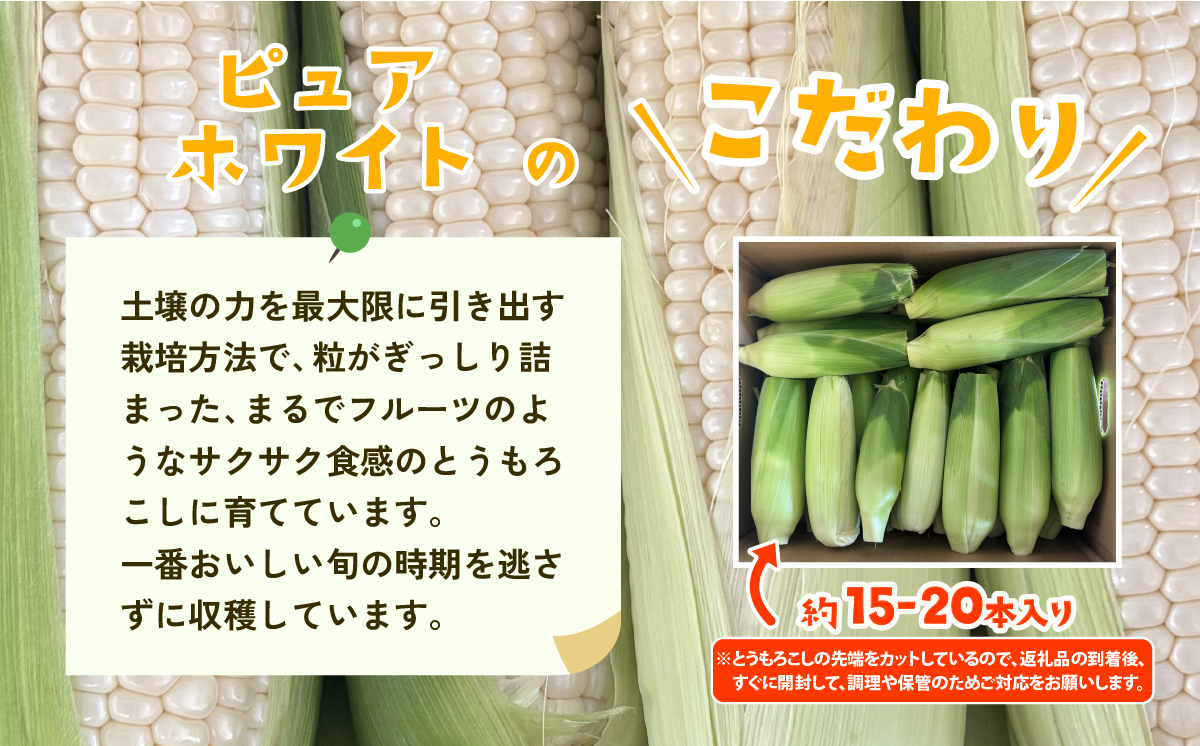 【先行予約】【訳あり】下妻産朝採りとうもろこし（ピュアホワイト）約6kg【2026年6月下旬～7月下旬ころ順次発送予定】【 とうもろこし とうきび トウモロコシ 甘い スイーツ デザート ピュアホワイ