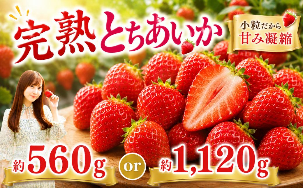 
                  いちご【先行予約】【2027年1月～4月以降発送】とちあいか 小粒いちご 発送月・容量が選べる 約280g×2パック合計約560g 約280g×4パック合計約1120g【栃木県 真岡市産】いちご 果物 フルーツ イチゴ 苺 旬 産地直送 国産
                