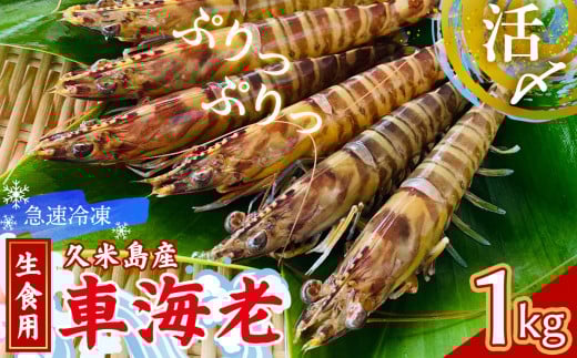 【久米島漁協】活〆冷凍車海老　生食用1kg 海の幸 海鮮 車えび クルマエビ 高級食材 生食 刺身 鮮度抜群 プリプリ 甘み 旨味 塩焼き 天ぷら 素揚げ BBQ シーフード 贈答 贈り物 お歳暮 お中元