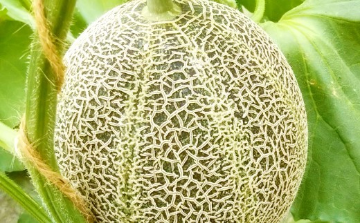 C-528 特選アムスメロン 5kg（4〜5玉）糖度16度以上