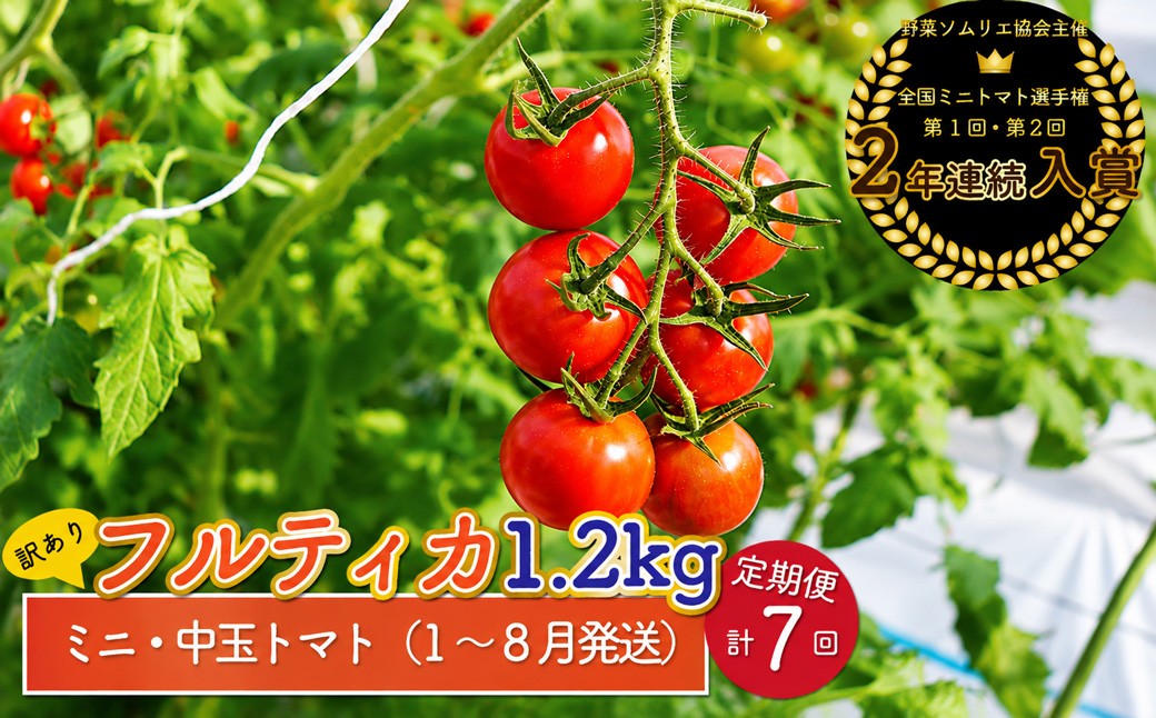 
                  【2027年1月～8月頃発送】＜約1.2kg×7回 定期便＞訳あり アイメック フルティカ トマト＞ましまファーム ミニトマト フルーツトマト  ワケあり 規格外
                