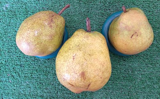 【令和7年産先行予約】 〈訳あり品 家庭用〉 ラ・フランス 約3kg (9～13玉) 《令和7年11月中旬～発送》 『カネタ高橋青果』 ラフランス 果物 フルーツ 山形県 南陽市 [2274]