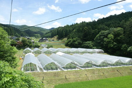 石川農園 みんなで飲もっか！トマトジュースセットＥ / 完熟トマト とまと 健康 美肌 ビタミン / 恵那市 / クリエイティブファーマーズ[AUAH003]