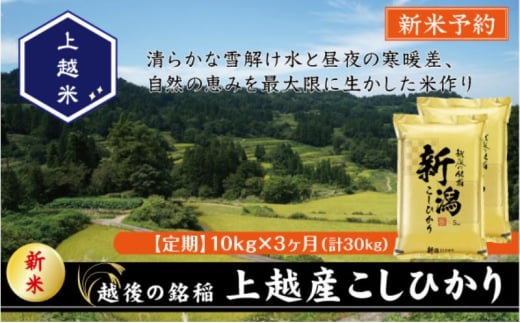 令和7年産 先行予約 新潟県上越産こしひかり 精米 10kg 3か月定期便 上越市 米 コメ コシヒカリ