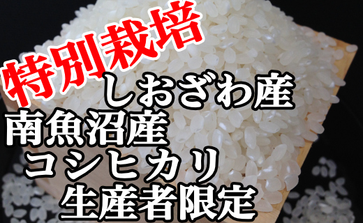 【定期便：5Kg×12ヶ月】特別栽培 生産者限定 南魚沼しおざわ産コシヒカリ