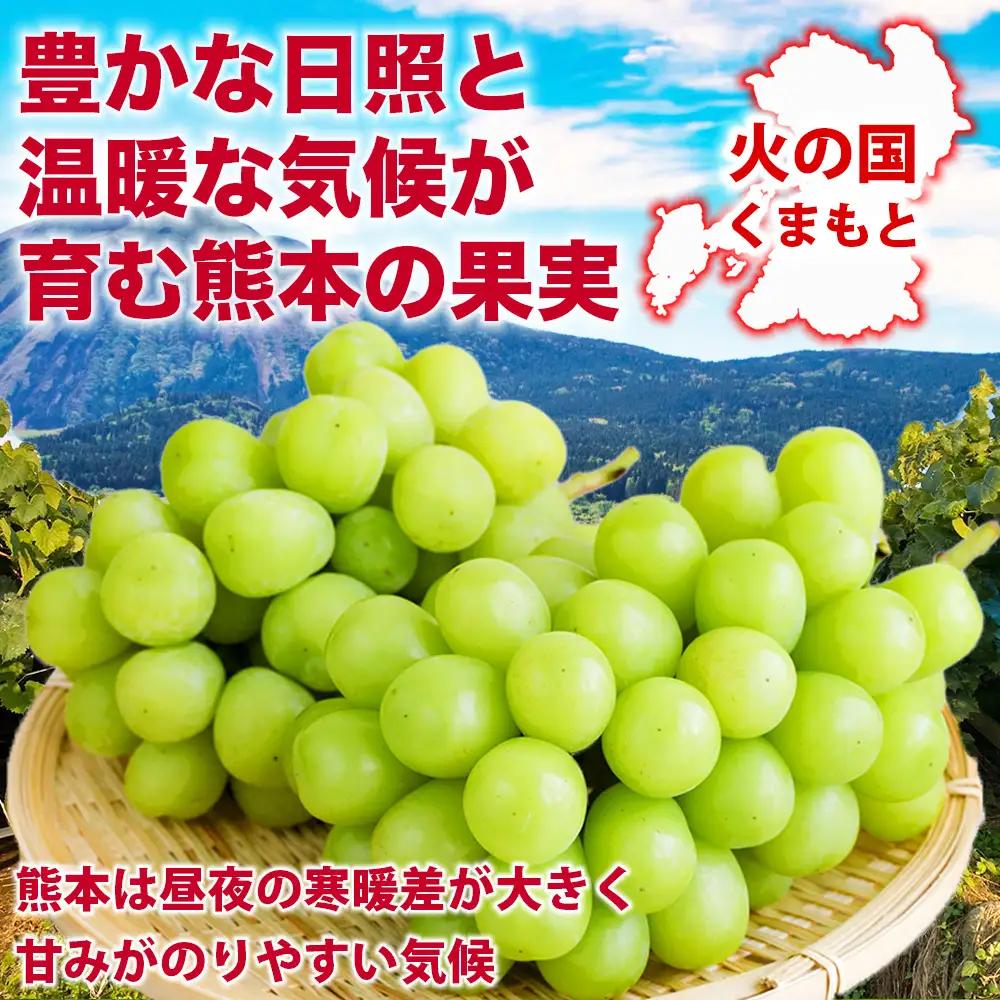 シャインマスカット 3～6房 約1.8㎏ 【2026年7月下旬～2026年8月下旬発送予定】