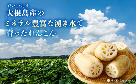 島採れ堀りたて 大根島産神泉れんこん 3kg 島根県松江市/株式会社ふぁーむ大根島[ALCB005]れんこん れんこん れんこん れんこん れんこん れんこん れんこん 