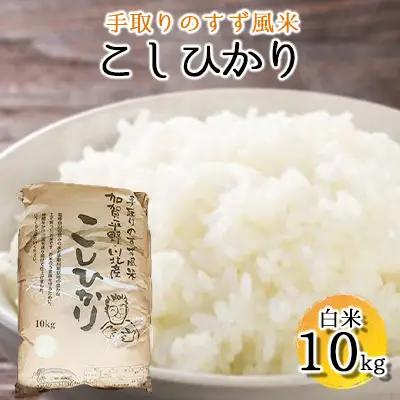 【令和8年度産】手取りのすず風米こしひかり　白米10kg 
