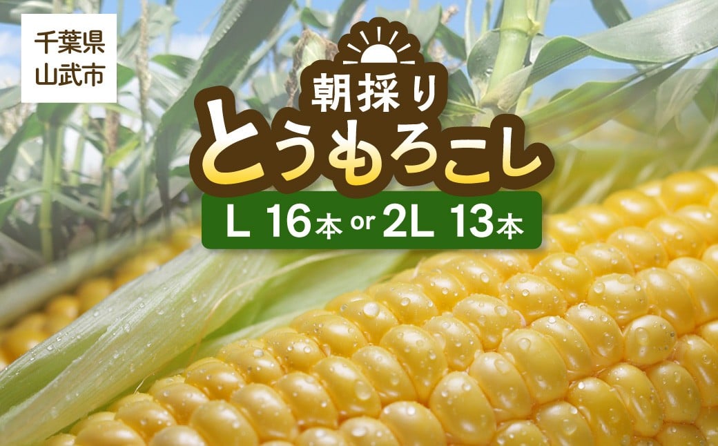 
            【先行予約】ジューシーではじける食感が特徴! 朝採り とうもろこし 13～16本 【地元の道の駅オライはすぬまで大人気の農家から直送!】【発送期間：5月中旬～5月下旬】 SMCV001
          