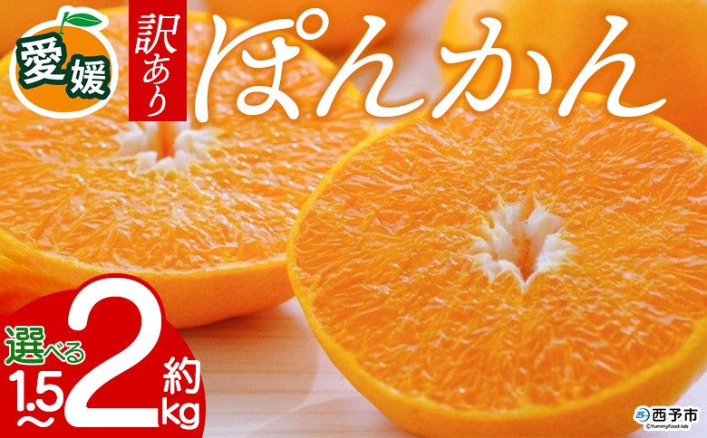 
                  【先行予約】＜訳あり 愛媛県産 ポンカン 約1.5kg／2kg＞ 『2027年1月以降順次出荷予定』ぽんかん フレッシュ ご家庭用 ご自宅 蜜柑 愛媛県産 果肉 お試し 果物 柑橘 フルーツ オレンジ 国産 産地直送 ミヤモトオレンジガーデン 愛媛県 西予市【常温】
                