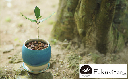 Fukukitaru-フクキタル-　観葉植物　フクギ インテリア おしゃれ 陶芸 やちむん 沖縄 プレゼント ギフト お土産 贈答 人気 おすすめ ふくぎ 貴重 陶器 フクギ並木 ガーデン 鉢 陶器鉢