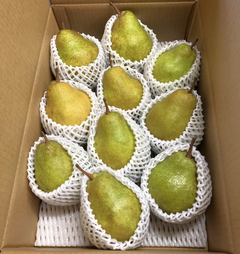 
            西洋梨（シルバーベル）５ｋｇ　ご家庭用　0065-2509
          