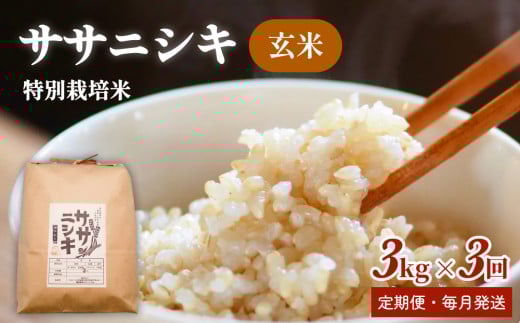 米 定期便 ササニシキ 玄米 特別栽培米 3kg × 3回 定期便 （合計9kg）毎月発送 定期 3キロ 3回配送 9キロ お米 玄米食 家庭用 栽培期間中 農薬不使用 化学肥料不使用 宮城県産 宮城県 石巻 石巻市 送料無料