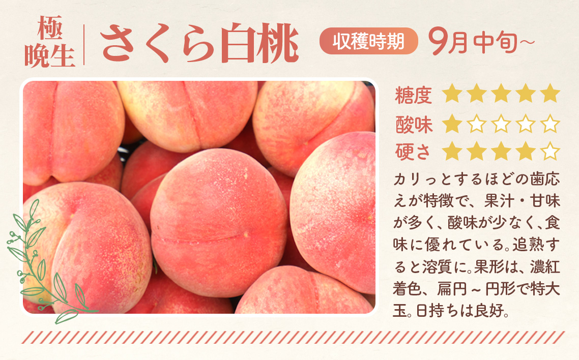 もも【さくら白桃・2026年産先行受付】特秀　5kg　桑折町産　JAふくしま未来　桃 No.175