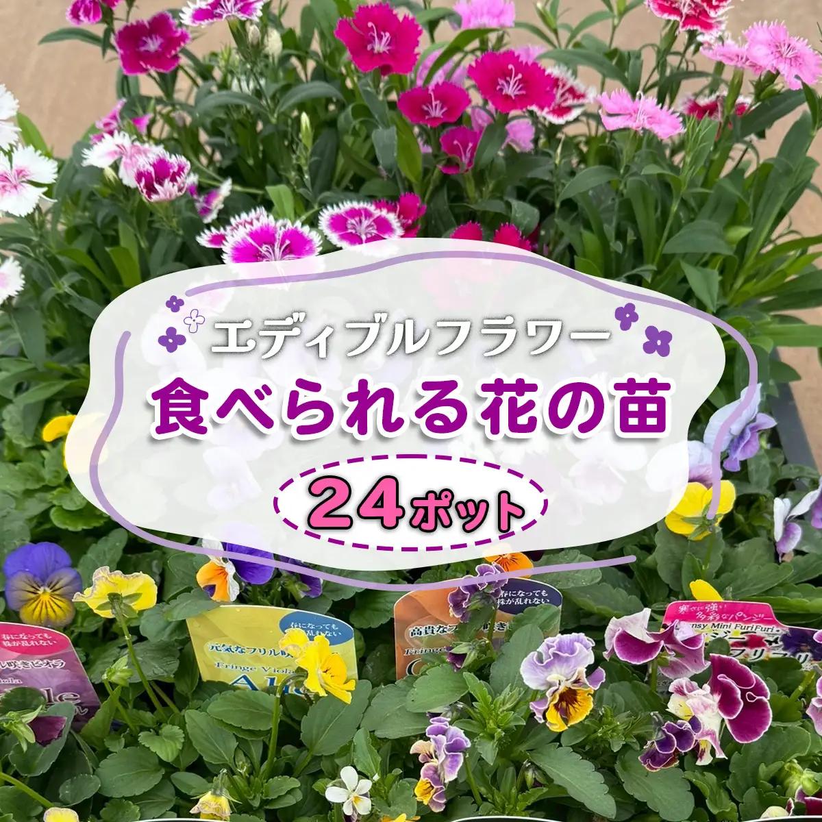 農家直送！加藤さんちのエディブルフラワー 24ポット｜鉢植え 観賞用 食用 花 お花 野菜 トッピング 付け合わせ [0776]