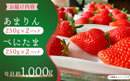 いちご あまりん べにたま 食べ比べ 250g×4 いちご 埼玉県 久喜市