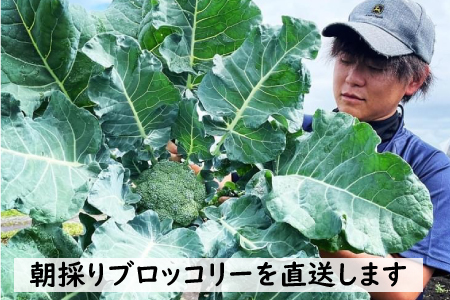 【2025年7月上旬頃から発送】ノウリエ　北海道比布町産ブロッコリー　８個