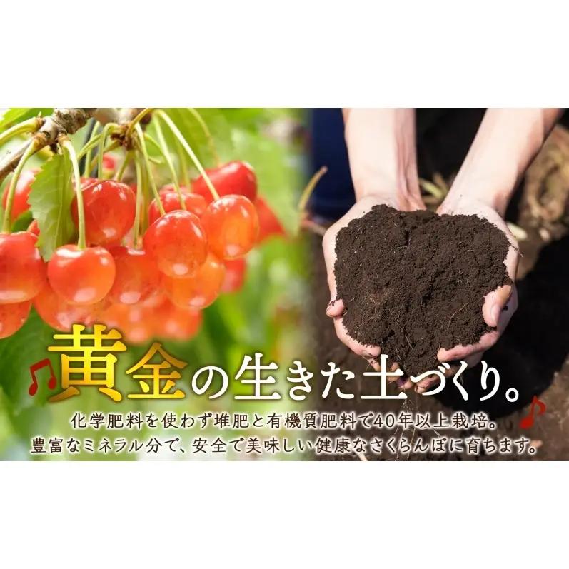 【先行予約】さくらんぼ 月山錦 プレミアム 48粒 最高級 特大粒 さくらんぼ