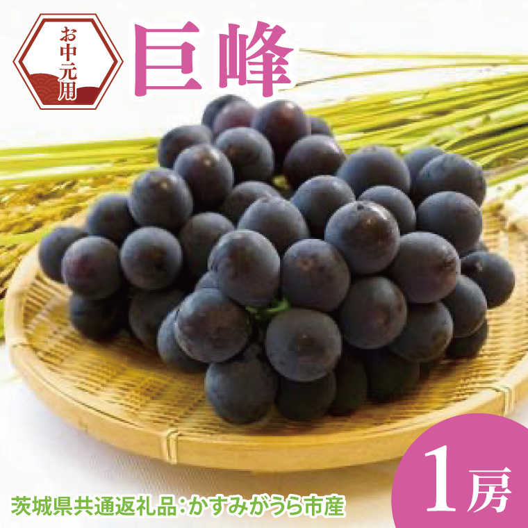 【先行予約】【お中元】巨峰1房（茨城県共通返礼品：かすみがうら市）（CD175）