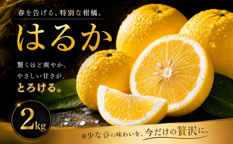 
                  【選ぶならこれ】 酸味ほぼなし 【はるか】 2kg 愛媛県産 【2027年2月上旬頃から順次発送】 | みかん ミカン mikan 蜜柑 訳ありフルーツ 柑橘 果物 おすすめ お勧め お取り寄せ ギフト 愛媛県 松山市
                
