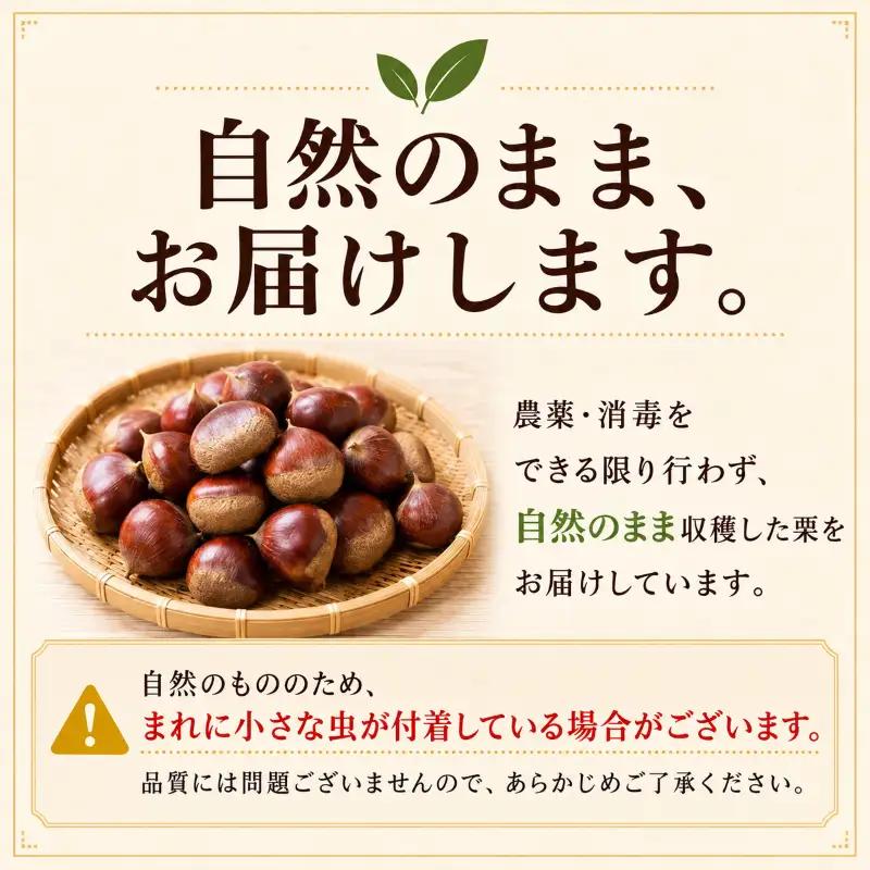 【丹波栗】 1kg M~2Lサイズ混合 栗 生栗