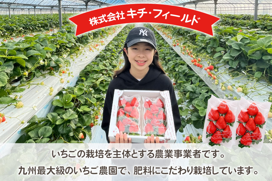 【期間限定発送】 いちご 恋みのり 2kg 以上 8パック [キチ・フィールド 長崎県 雲仙市 item1852] イチゴ 苺 フルーツ 果物 期間限定 季節限定 先行予約
