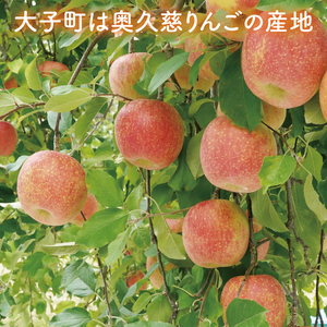【先行予約】【訳あり】樹上完熟の奥久慈りんご「サンふじ」約5kg（12～23玉）【2025年11月上旬頃発送予定】不揃い 規格外 傷あり 色むら 家庭用｜斉藤りんご園第2直売所 茨城県 大子町 林檎 