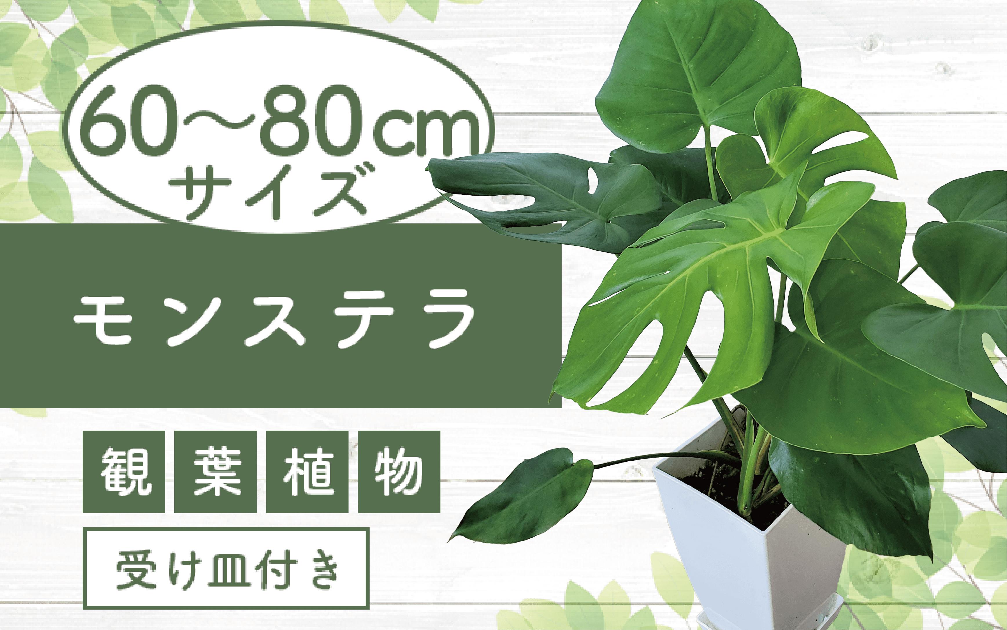 
            【観葉植物】モンステラ60cm～80cm (Green Base/015-1484) 南国鹿児島県で育った 観葉植物！植物 鉢付 インテリア 室内 オフィス おしゃれ プレゼント ギフト 開店祝い 移転祝い マイナスイオン【配送不可地域：北海道・沖縄県・離島】
          