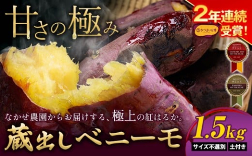 さつまいも 芋 熊本 県 大津町産 なかせ農園の 蔵出しベニーモ 約 1.5kg (大中小サイズ不揃い)《1-5日以内に出荷予定(土日祝除く)》 さつまいも さつま芋 芋 紅 はるか スイート ポテト 干し芋にも 特産品 SDGs 中瀬農園 さつまいも 受賞歴多数 熟成 紅はるか