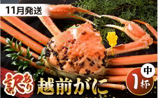 【先行予約】【訳あり】 茹で「越前ズワイ蟹」 中 1杯 脚折れ 【2025年11月発送分】【わけあり ワケアリ カニ かに 蟹 越前ガニ 越前蟹 ずわいがに ズワイガニ ズワイ ボイルガニ 姿 ボイル 冬の味覚 冷蔵 国産 県産】 [G-1402_11]