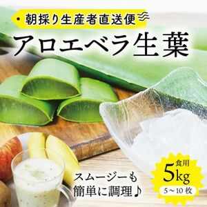 【食用】朝採り アロエベラ生葉 5kg(5枚～10枚)3年物  宮城県産_野菜   _【1461384】