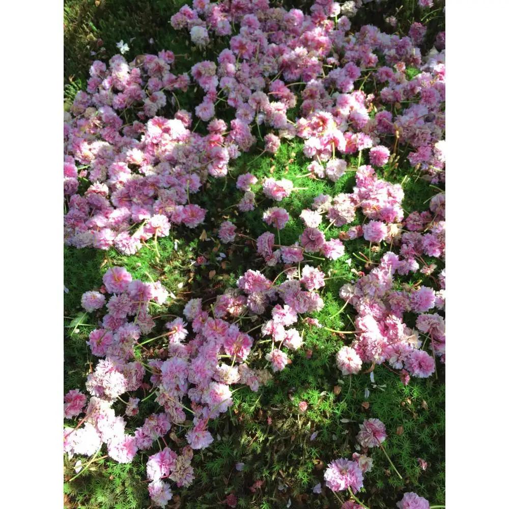 兼六園菊桜　手描加賀友禅染　反物　【濃い桜色】