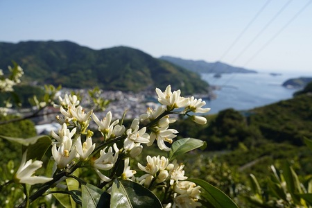 とびっきりの愛媛片山果樹園　温州みかん３kg（家庭用大小混合）