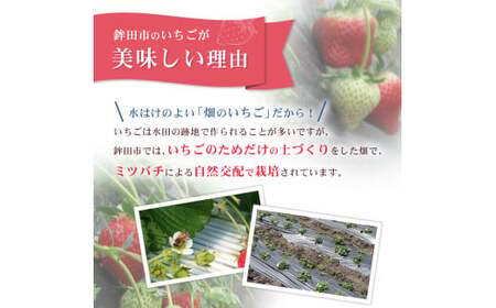 【4月発送】とちおとめ（レギュラーサイズ）2パック