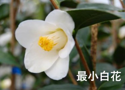 【2026年11月以降お届け】久留米の特産花卉 椿の苗木3種3本セット（椿2年生苗/高さ30cm前後）_苗木 椿 3種 セット 久留米の特産花卉 最小白花 正義 太郎冠者 産地直送 秋～春 開花 一重