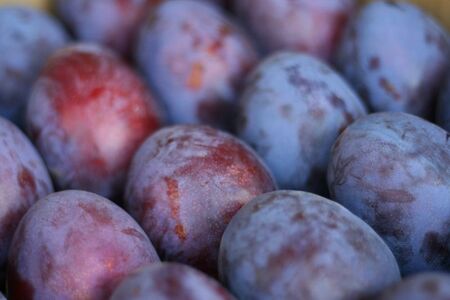 【先行受付：2026年発送】信州産 品種おまかせ旬の生プルーン約1㎏（500g×2パック）