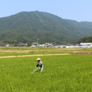 ＜乾燥米こうじ 500g×12袋＞弥彦村 石井農園 新潟県認証特別栽培米 コシヒカリ使用 | 米麹