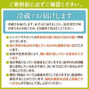 【令和8年産先行受付】 東根市産シャインマスカット 約1.2~1.3kg(2~3房入) ベジフルひがしね 山形県 東根市 hi104-002 （ぶどう マスカット シャインマスカット フルーツ 果物 