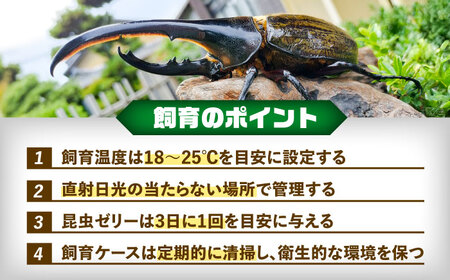 【一部配送不可地域あり】 ヘラクレスオオカブト成虫ペア（オスサイズ120mm〜150mm）飼育セット付き 愛西市 / 艶麗[AEDD001]