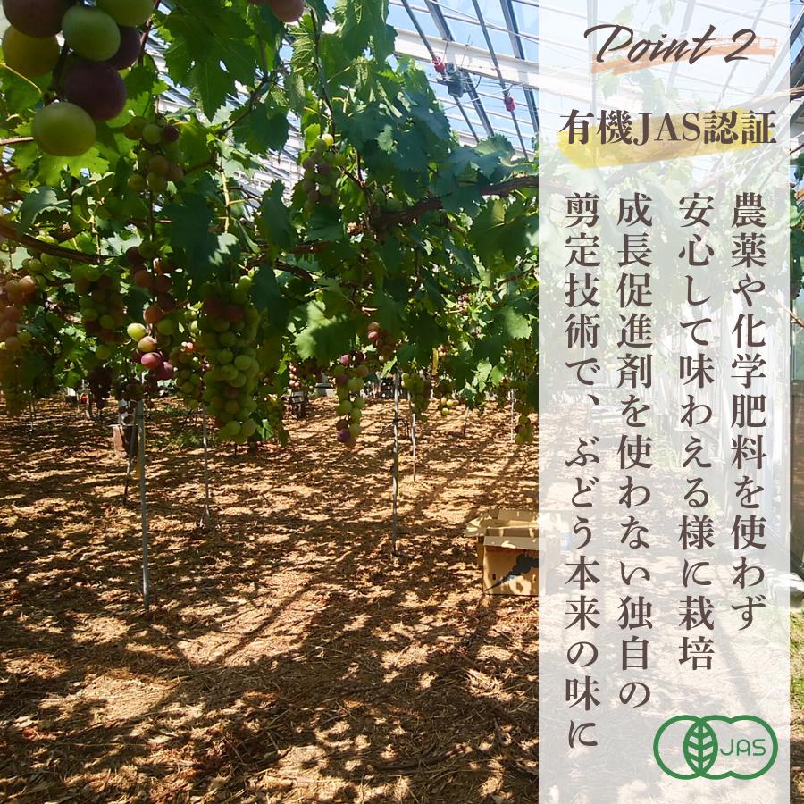ぶどう 【先行予約】 ぶどうの粒 9粒（直径28mm以上）[2026年産] ぶどう ブドウ 葡萄 ピオーネ ぴおーね ぶどうの粒