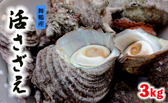 
                  舞鶴産 活 さざえ 3kg 海鮮 貝 栄螺 サザエ ツボ焼 生 生鮮 新鮮 
                