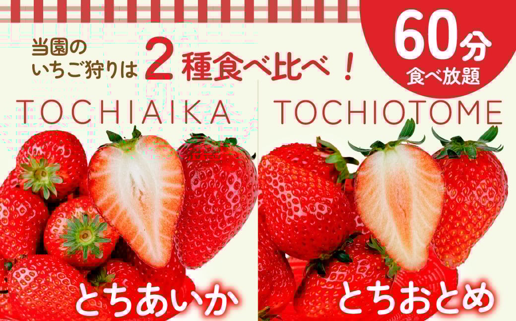 いちご イチゴ 苺  ストロベリー とちおとめ いちご イチゴ 苺  ストロベリー とちおとめ