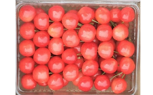 
            温室さくらんぼ（佐藤錦）５００ｇ　0112-2501
          