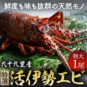 【4/15?発送開始】プリっぷり♪ 活け伊勢海老 1尾 （400?500g) 伊勢海老 伊勢海老 伊勢海老 伊勢海老 伊勢海老
